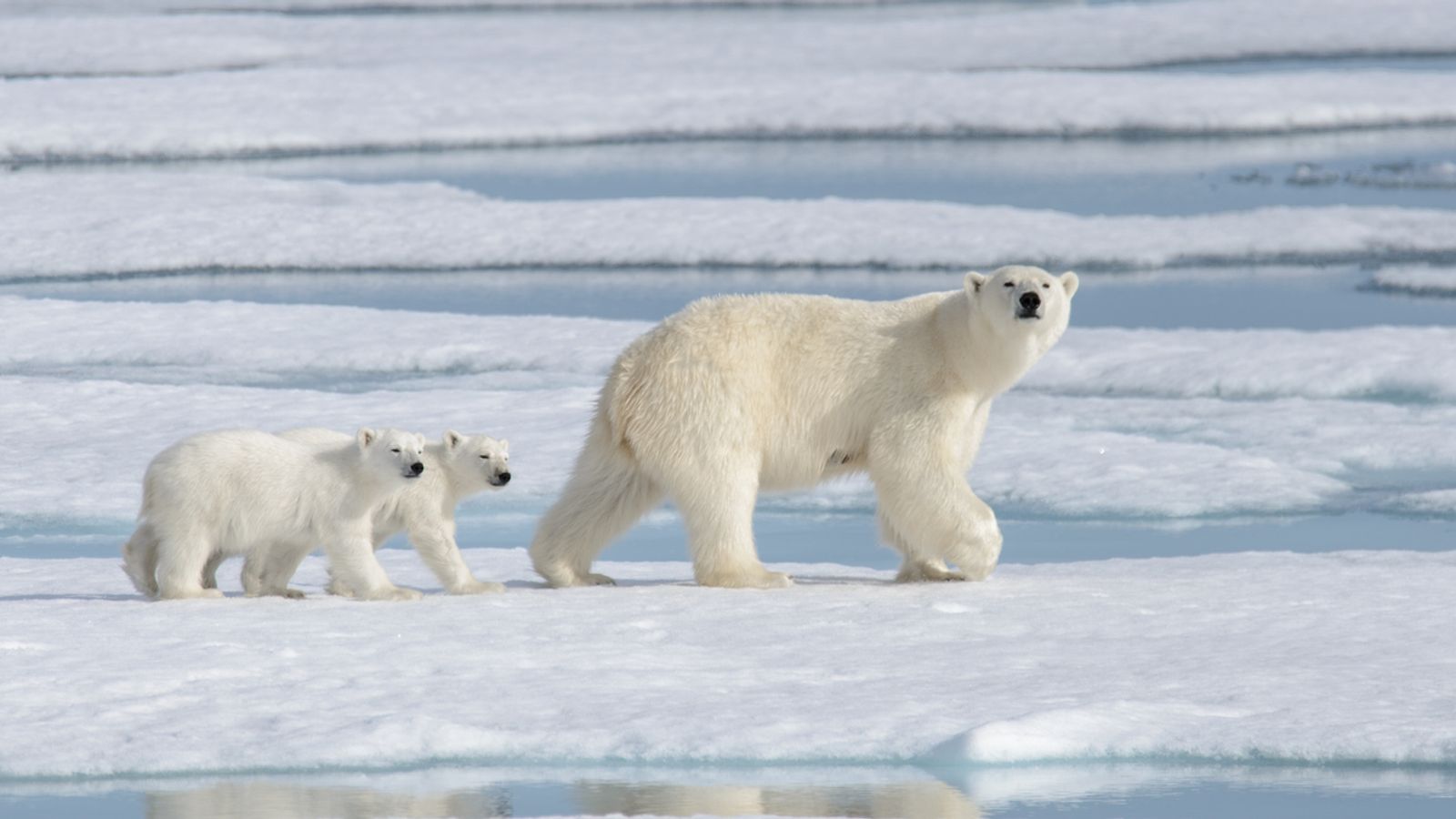 Studimi: Arinjtë polarë mund të zhduken deri në 2100 për shkak të ngrohjes globale