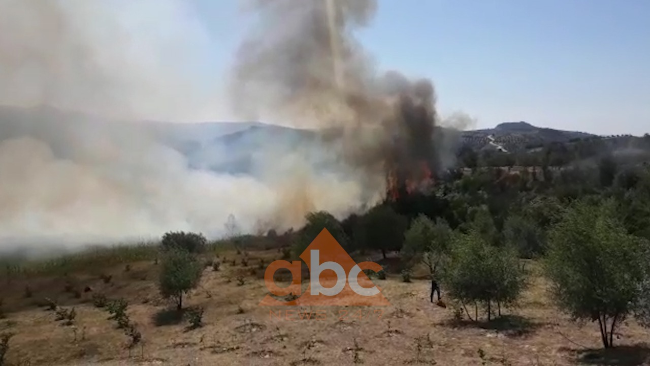 VIDEO/ Përfshihet nga flakët ullishtja në Patos, pranë vatrave të zjarrit edhe disa banesa