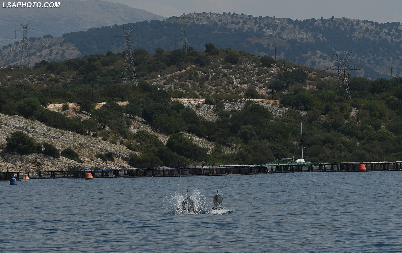 Pamjet emocionuese, shfaqen delfinë në kanalin e Korfuzit