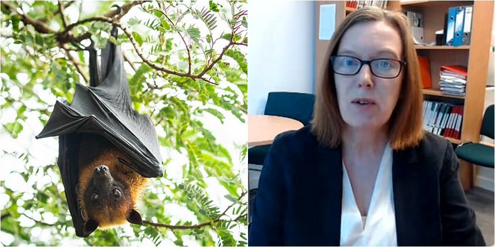 Pandemia, shkencëtarja e Oksfordit: Viruse të tjera do të kalojnë nga kafshët tek njerëzit