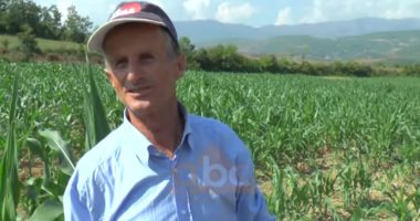 Tokat djerrë të Maqellarës, mungon sistemi vaditës, fermerët: Shteti të kthejë sytë nga fshati