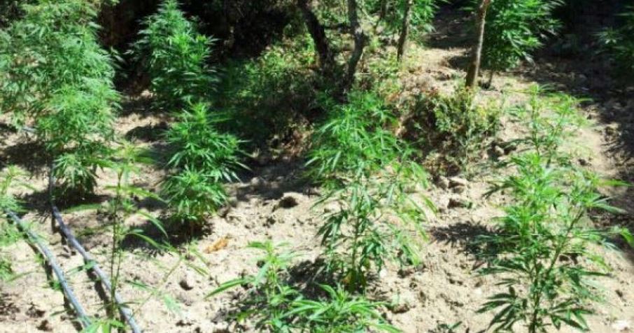 Fier, police arrested 2 citizens for drug cultivation