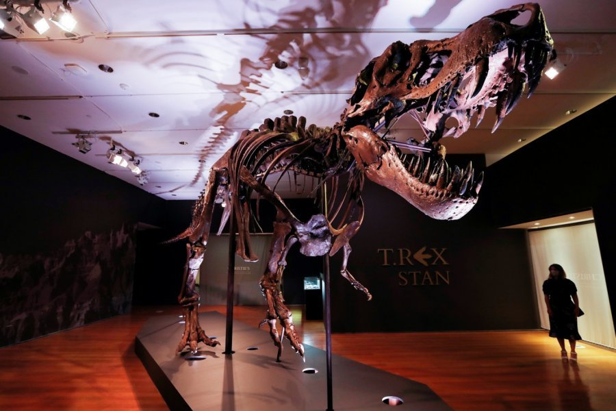 40 metra i gjatë, del në shitje skeleti i një dinosauri