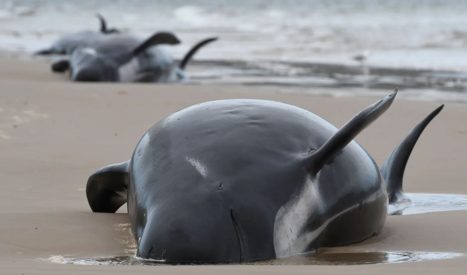 Më shumë se 450 balena bllokohen në brigjet e Australisë