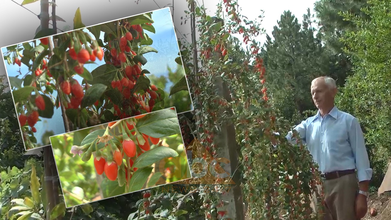 “Goji berry”, tashme edhe në Mat: Manat e kuq që të zgjasin jetën