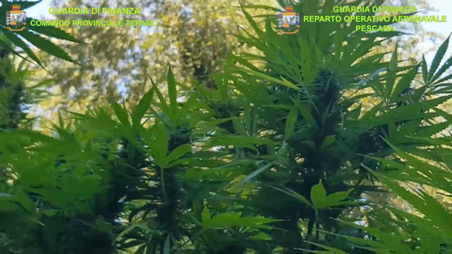 Gati për t’u korrur, shqiptari kapet mat në plantacionin me kanabis në Itali (PAMJET)