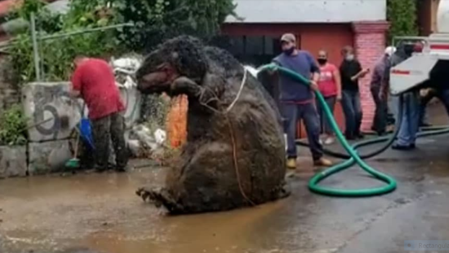 VIDEO/ Shokuese: Pas stuhive të mëdha, gjendet një “mi gjigant” në Meksikë