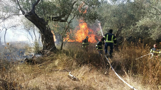 Ndezi zjarrin që dogji një sipërfaqe e konsiderueshme ullishtesh, arrestohet 65-vjeçari në Pezë