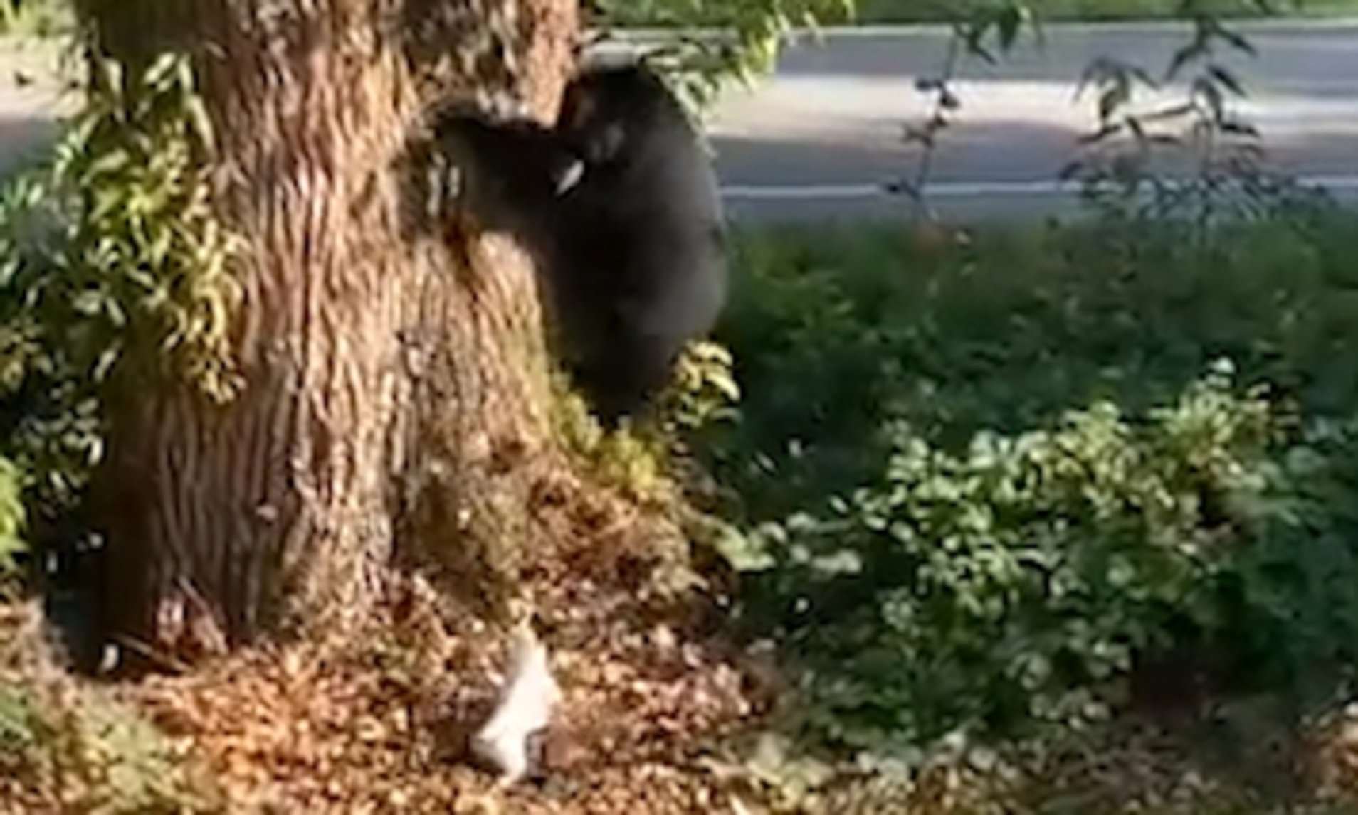 VIDEO/ Ariu trembet nga qeni i vogël, ngjitet në pemë nga frika