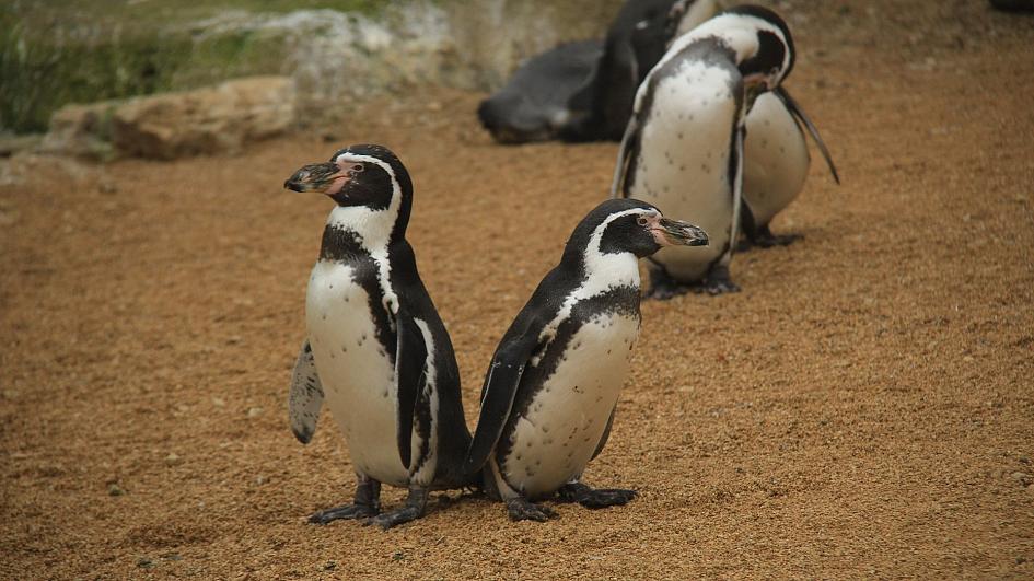 ¼ e fëmijëve britanikë  mendojnë se pinguinët dhe tigrat jetojnë në fermë