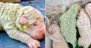 E pazakontë, lind qenushi me ngjyrë jeshile në Itali