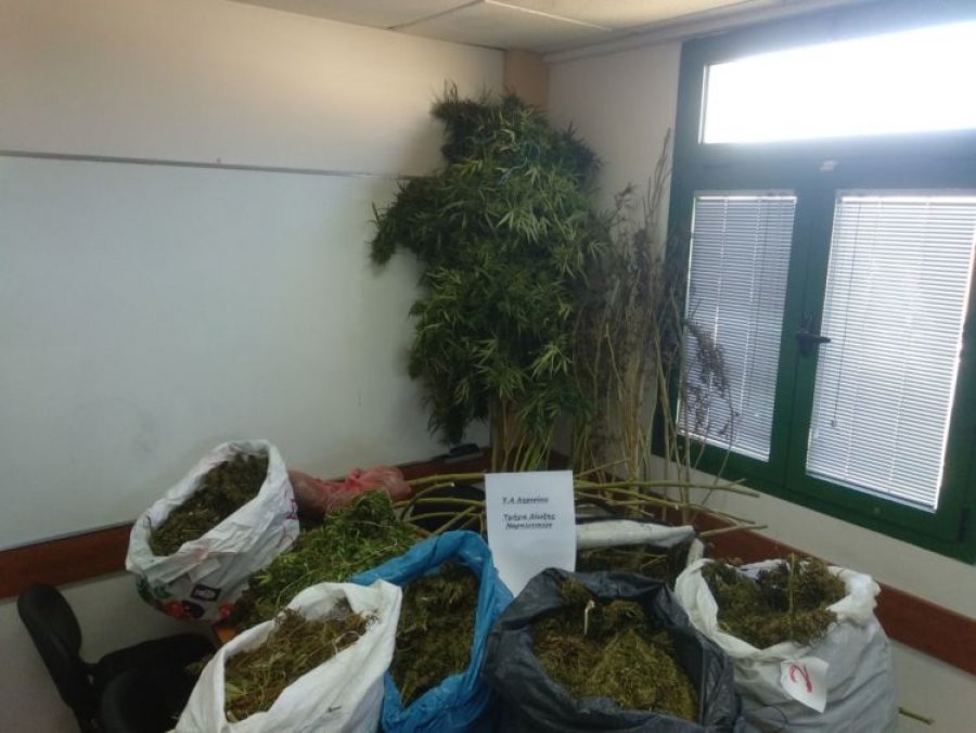 Kapet me 48 kg kanabis në banesë, arrestohet 52 vjeçari në Himarë