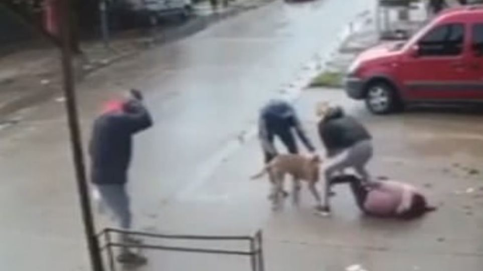 Pamjet makabre: Një qen pitbull sulmon brutalisht 7-vjeçaren, i kafshon këmbën për rreth 2 minuta