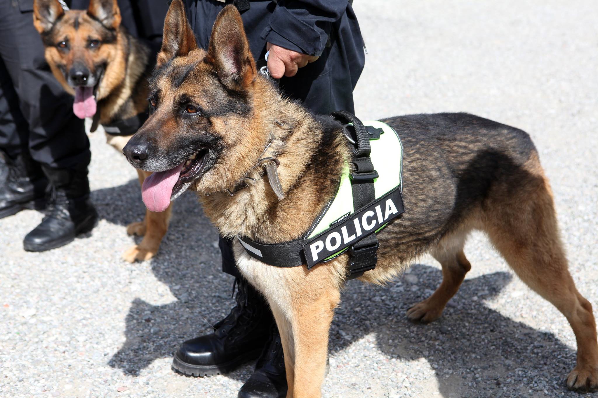 Kur jemi keq i kthejmë sytë nga fqinjët, policia nxjerr qentë në shitje, sa kushtojnë Lisi, Uga e Asta