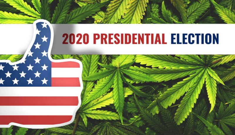 Trump apo Biden? Në 4 shtete në SHBA votojnë edhe për legalizimin e kanabisit