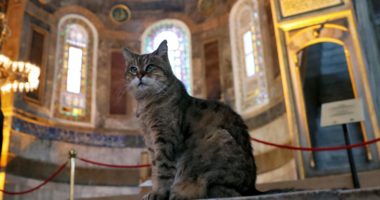 E njohur me emrin Gli, ngordh macja e famshme e xhamisë ‘Shën Sofia’