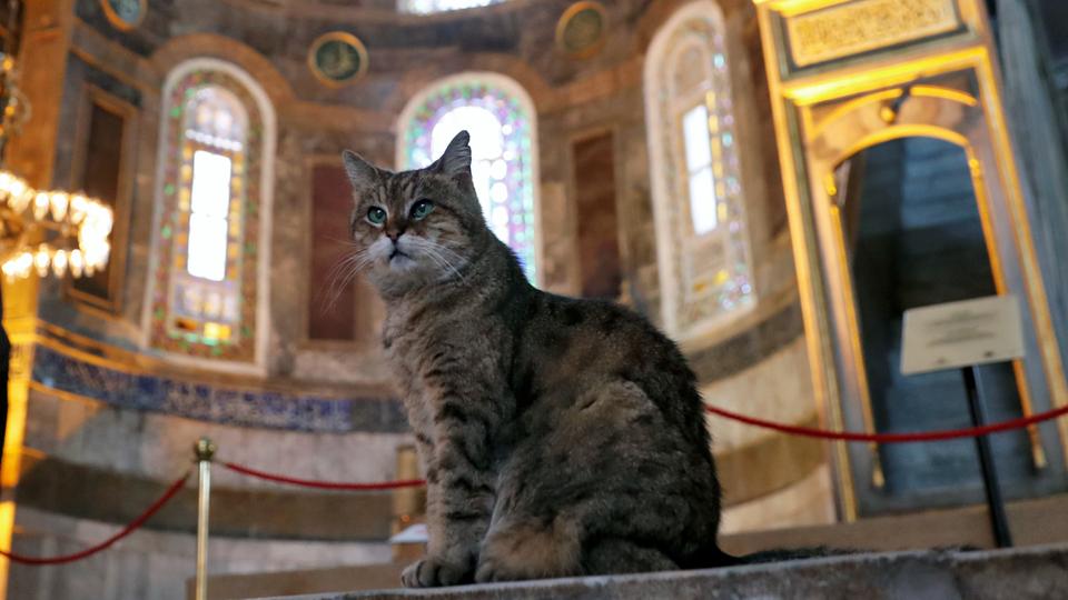 E njohur me emrin Gli, ngordh macja e famshme e xhamisë ‘Shën Sofia’