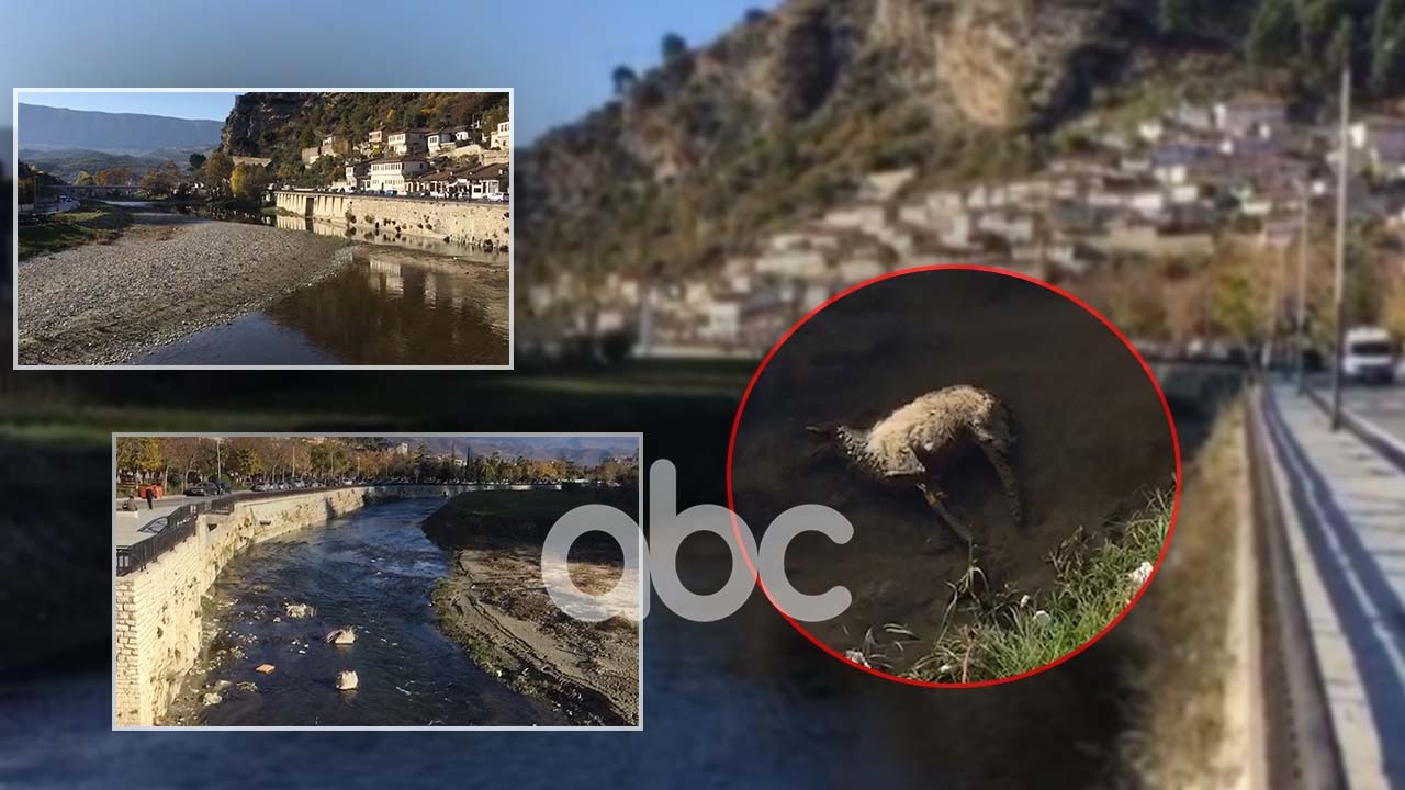 VIDEO/ Uji i nxirë dhe bagëti të ngordhura, pamje të frikshme nga lumi Osum
