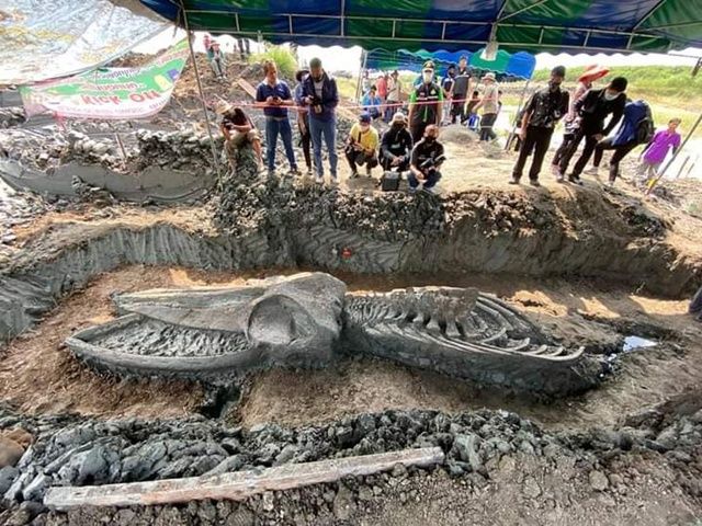 FOTO / Gjendet skeleti i një balene antike 3000-5000 vjeçare në Tajlandë