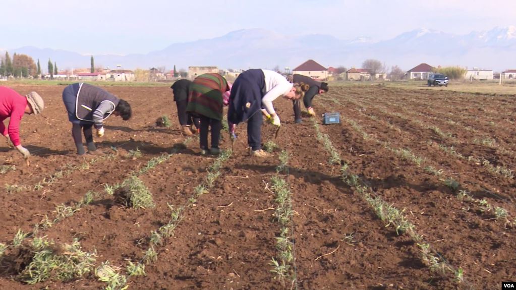 Ndikimi i pandemisë, fermerët në Malësinë e Madhe zgjerojnë sipërfaqet me bimë mjekësore