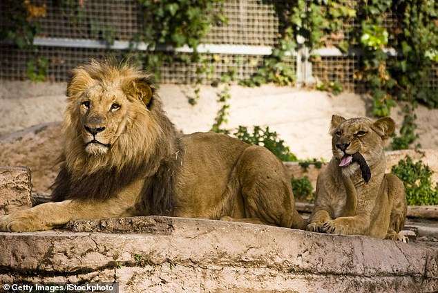 Katër luanë në një kopsht zoologjik rezultojnë pozitivë për Covid-19