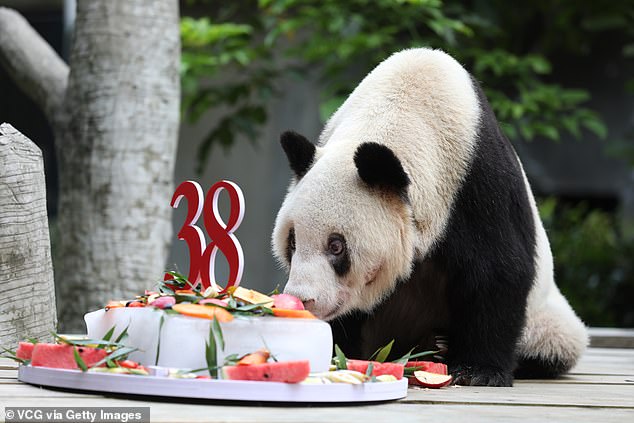 Ngordh në moshën 38-vjeçare panda më e vjetër në botë