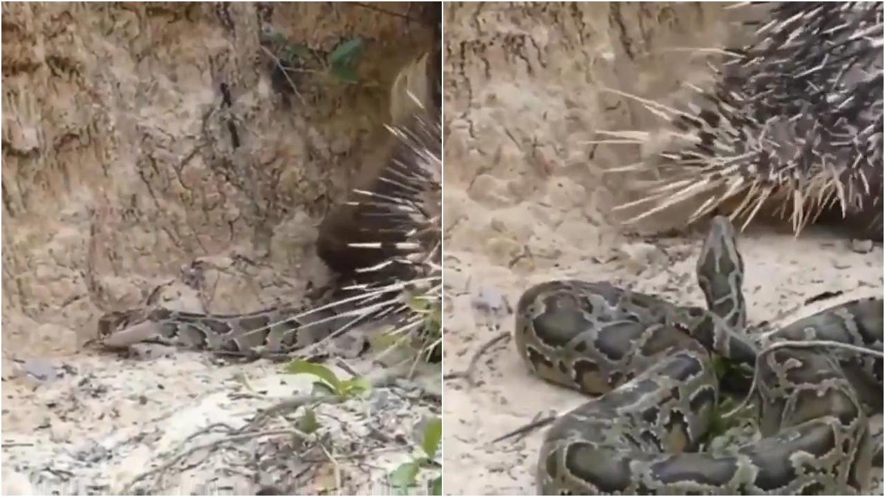 Njih forcën tënde: Cili e fitoi betejën mes gjarprit dhe iriqit?