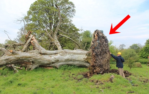 Stuhia e fortë rrëzoi pemën 200-vjeçare, banorët shokohen me atë çfarë gjejnë te rrënjët