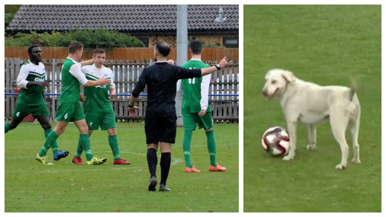 Çudira nga Anglia, qeni i pabindur ndërpret ndeshjen e futbollit