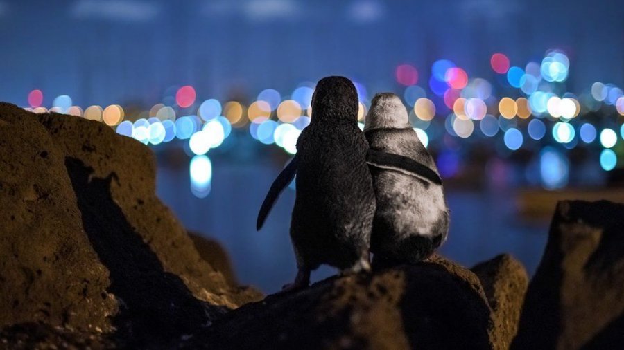 Pinguinët e përqafuar duke ngushëlluar njëri-tjetrin: Fotoja shpallet fituese