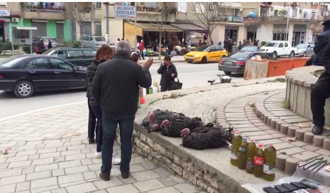 Pasojat e pandemisë, bie çmimi i gjelit të detit në Berat, tregtarët: Nuk ka fuqi blerëse