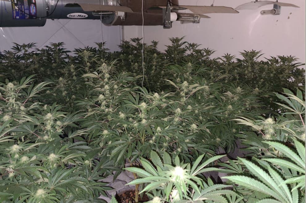 I tregon gabimisht policisë magazinën me kanabis në vend të google translate, arrestohet