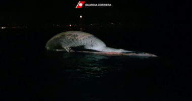 FOTO/ Një ndër gjitarët më gjigant, balena gjendet e ngordhur në brigjet italiane