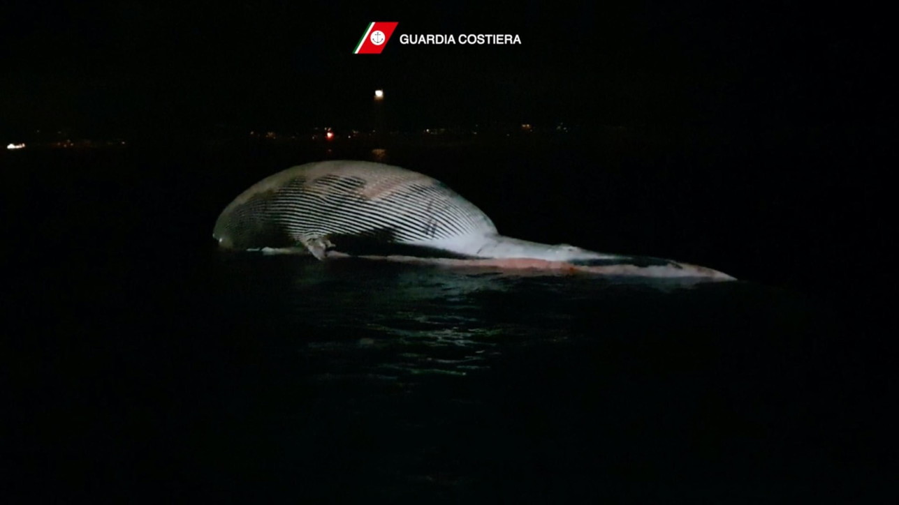 FOTO/ Një ndër gjitarët më gjigant, balena gjendet e ngordhur në brigjet italiane