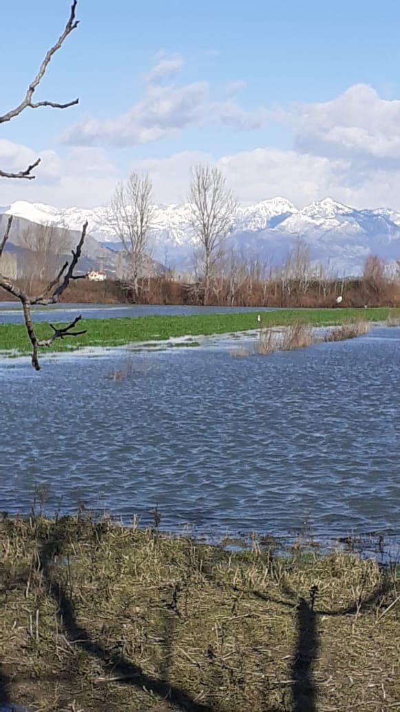 2685 hektarë tokë nën ujë, situata e përmbytjeve në Shkodër, kërkohet gatishmëri nga ushtria