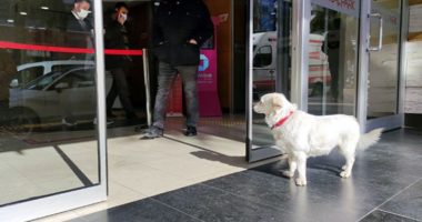 E priti për gjashtë ditë para spitalit, qeni ribashkohet me pronarin e tij në Turqi