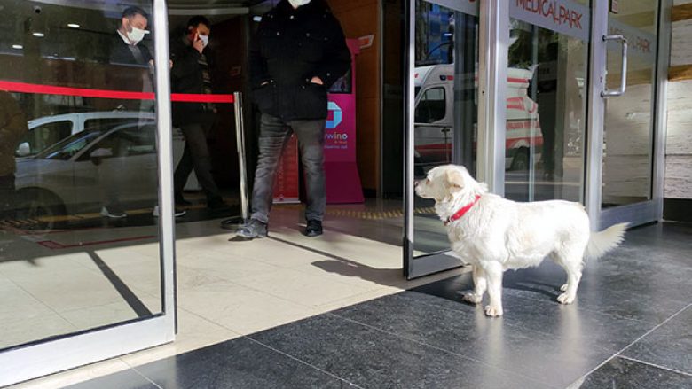 E priti për gjashtë ditë para spitalit, qeni ribashkohet me pronarin e tij në Turqi