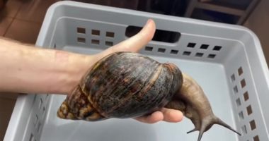 Ka diçka të veçantë në të, ky është kërmilli më i madh në botë