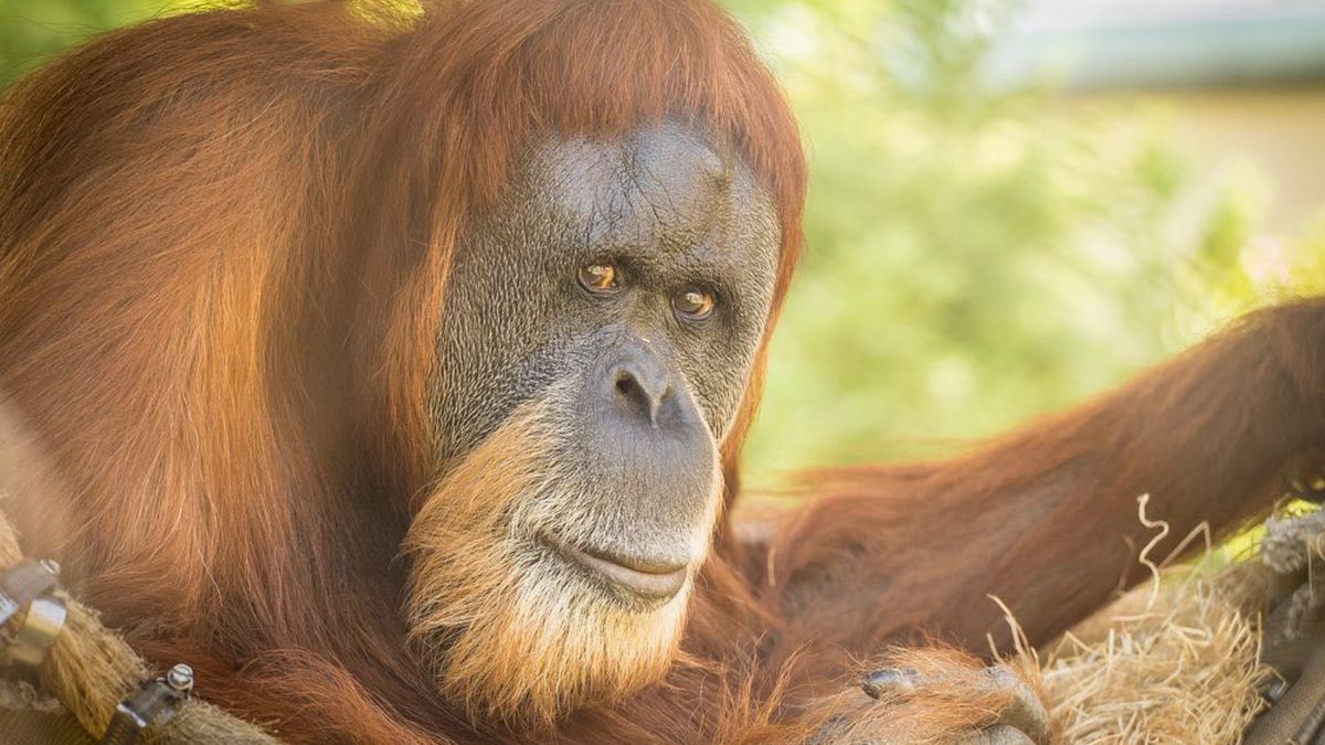 Ngordh në moshën 61-vjeçare, orangutangu më i vjetër në botë