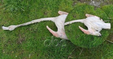Gjuetarët s’kursejnë as shpendët e rrallë! Gjendet e vrarë me armë flamingo në lagunën e Nartës