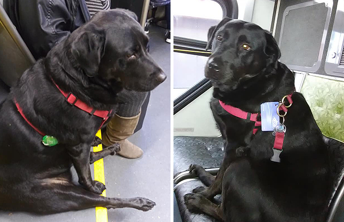 Qeni që merr autobusin dhe udhëton vetë çdo ditë për të shkuar në park