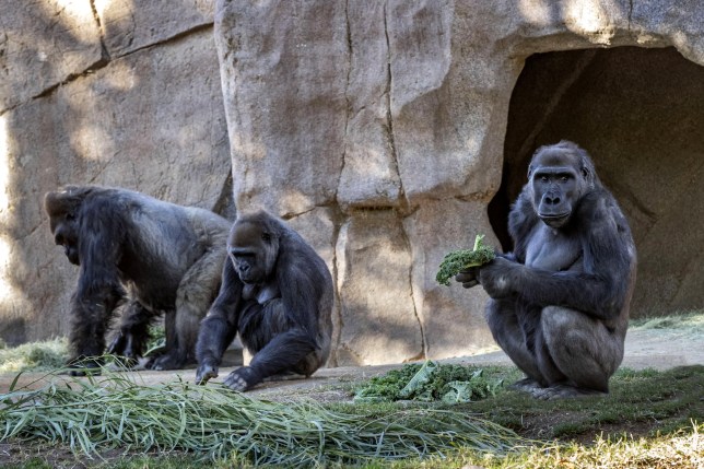 Covid-19 prek dhe gorillat, shfaqin të njëjtat simptoma si njerëzit