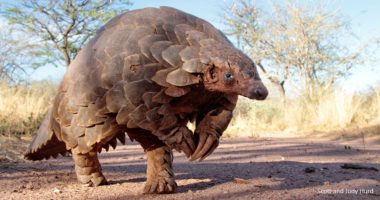 Pangolina, gjitari më i trafikuar në botë, shitet për qëllime mjekësore