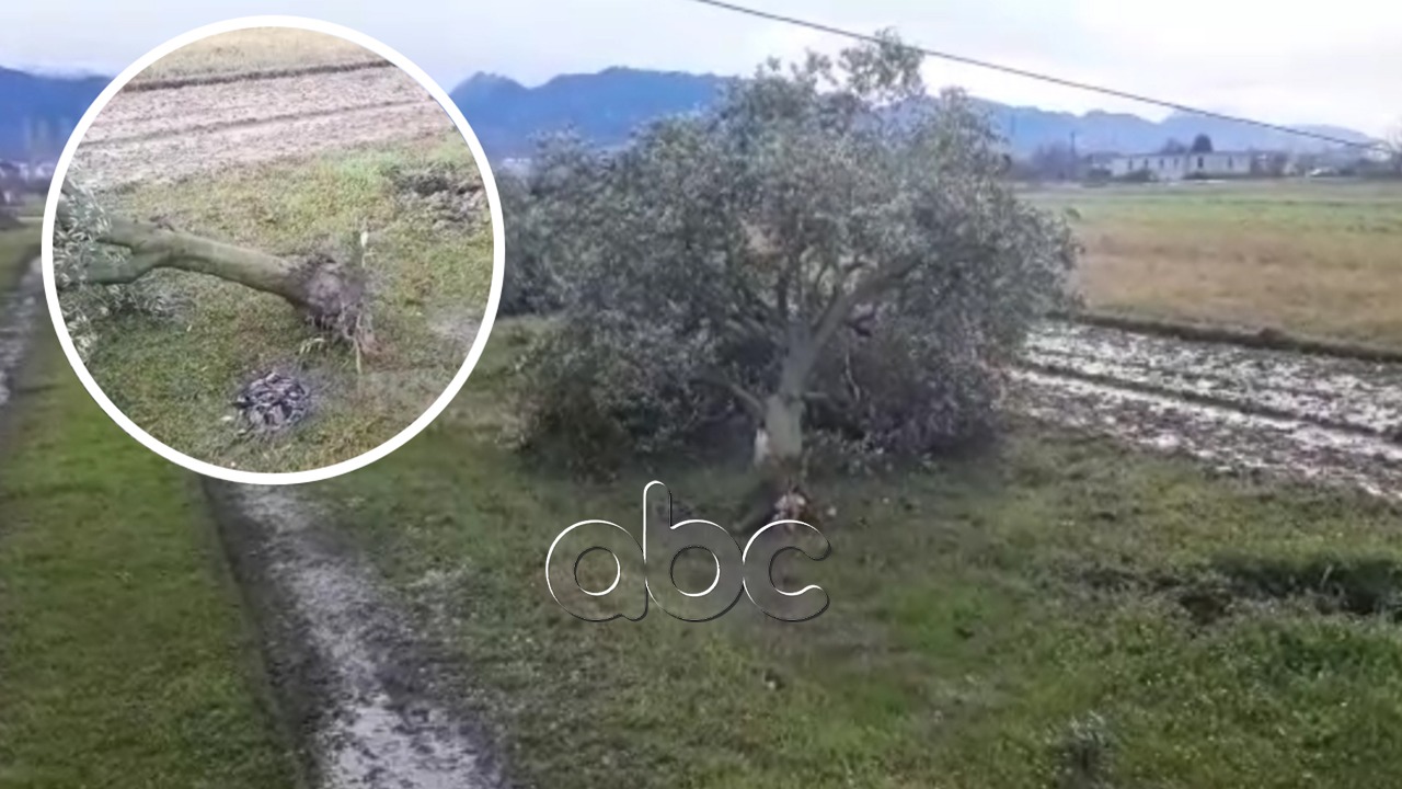 Erërat e fuqishme në mesnatë sjellin shkatërrime në Laç