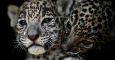 Historia e pazakontë e dashurisë mes dy këlyshëve të rrallë jaguar