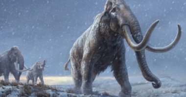 Dhëmbët e mamuthëve siberian japin ADN-në më të vjetër të rikuperuar ndonjëherë