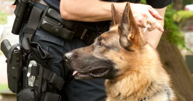 Sapo doli nga burgu futet sërish, qeni anti-drogë “fundos” shqiptarin