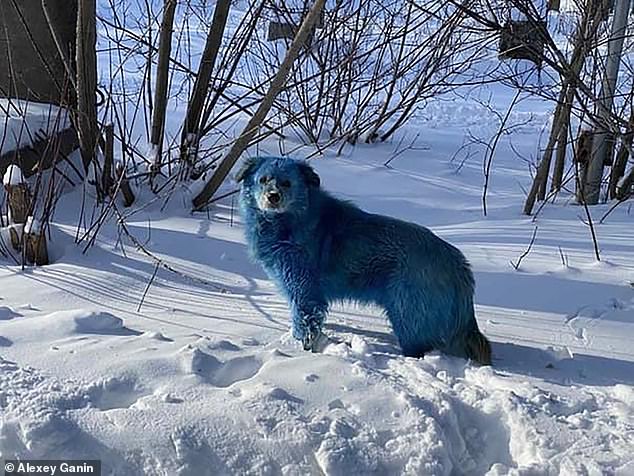 Qentë e rrugës me ngjyrë blu, misteri që qëndron pas tyre