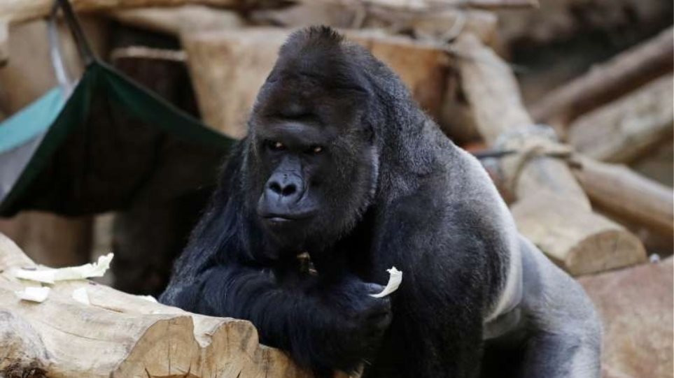 Koronavirus “godet” kopshtin zoologjik çek: Gorilla humbet oreksin, 2 luanë kolliten