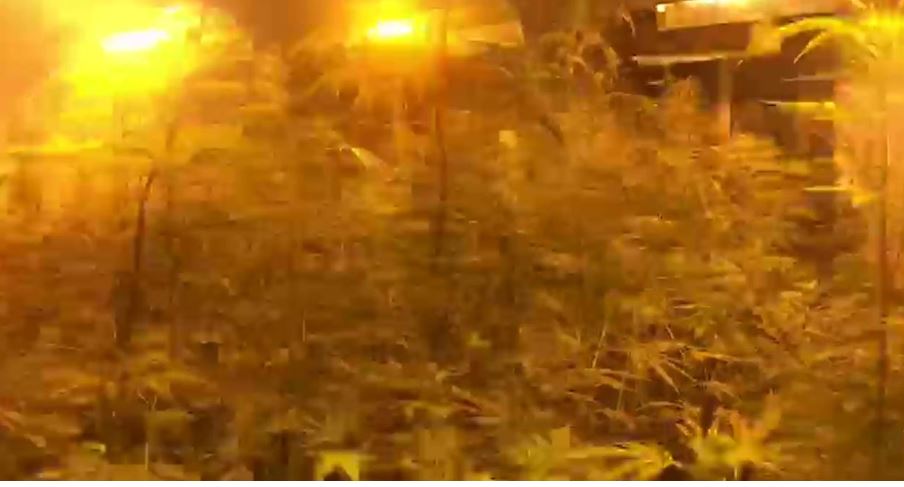 Albanian brothers arrested for growing cannabis inside a house in Italy